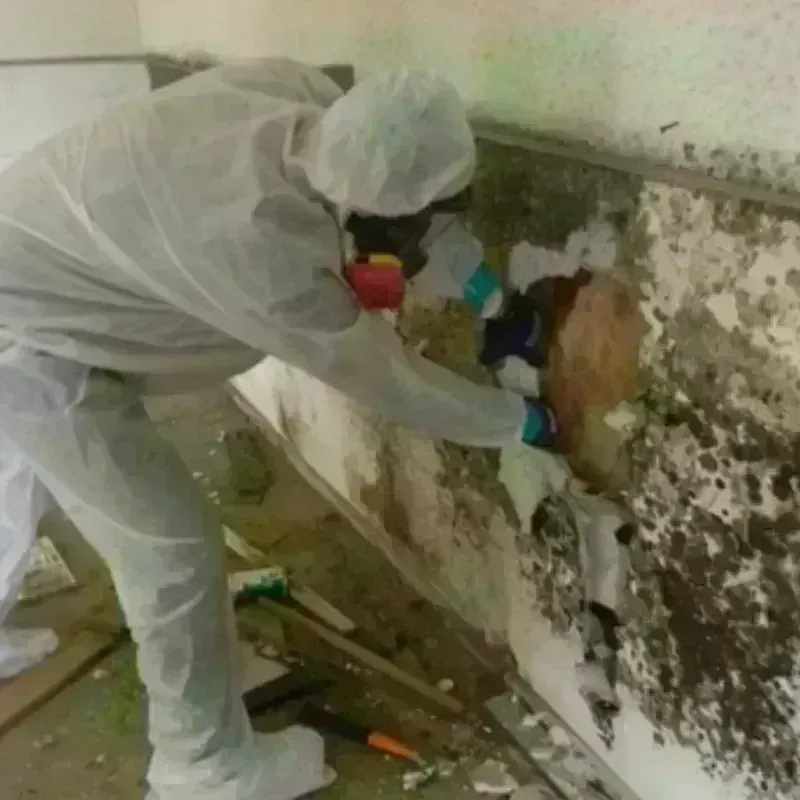 Mold Remediation and Removal in Dongan Hills, NY